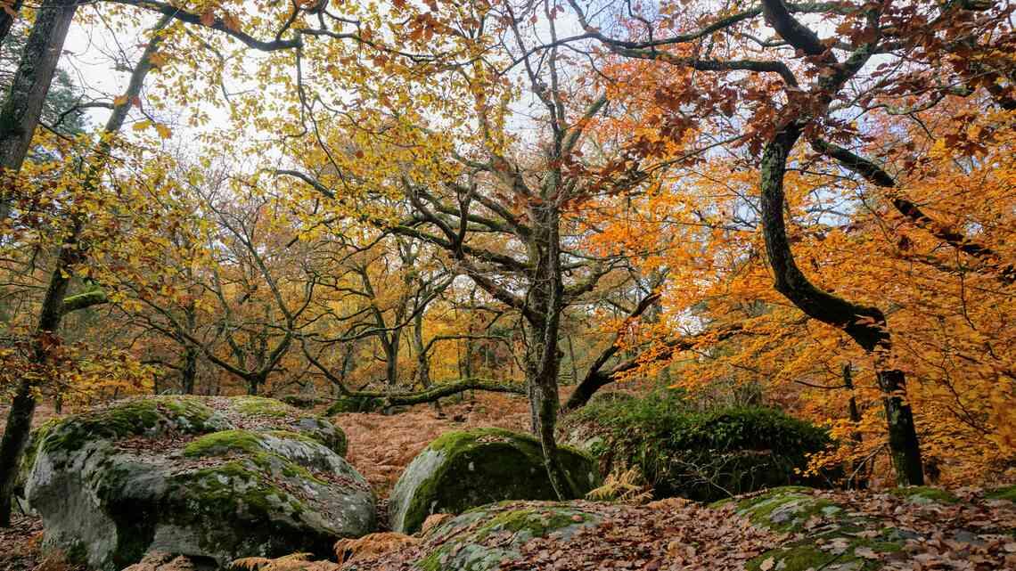 Bouldering a Fontainebleau: una guida per gli INSEADers.