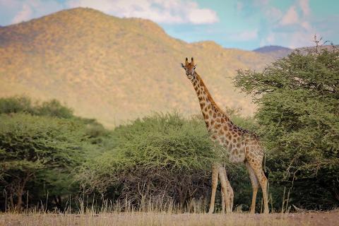 FOOTSTEPS IN THE WILD: NAMIBIA TREKKING & WILDLIFE